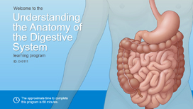 Understanding the Anatomy of the Digestive System