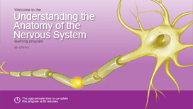 Understanding the Anatomy of the Nervous System
