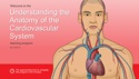 Understanding the Anatomy of the Cardiovascular System