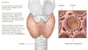 Understanding the Anatomy of the Endocrine System