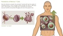 Understanding the Physiology of the Immune System