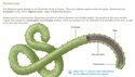Understanding Ebola Virus Disease