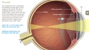 Understanding the Anatomy of the Visual System