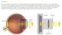 Understanding the Physiology of the Visual System