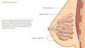 Anatomy and Physiology of the Breast