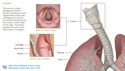 Understanding the Anatomy of the Respiratory System