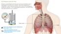Understanding the Physiology of the Respiratory System