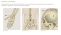 Understanding the Anatomy of the Musculoskeletal System
