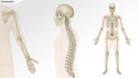 Understanding the Physiology of the Musculoskeletal System