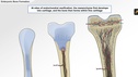 Understanding the Physiology of the Musculoskeletal System