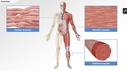 Understanding the Physiology of the Musculoskeletal System