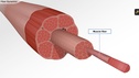 Understanding the Physiology of the Musculoskeletal System