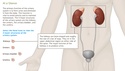 Understanding the Anatomy of the Urinary System